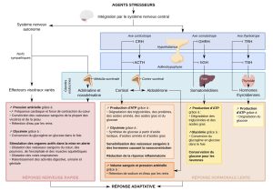 Tableau qui, de haut en bas, part d’un agent stresseur vers une réponse adaptative de tout l’organisme. En haut, l’agent stresseur active le système nerveux central qui est aussi intégré avec le système nerveux autonome. À court terme, le système nerveux autonome et les nerfs sympathiques activent la médulla surrénale qui crée de l’adrénaline et de la noradrénaline, avec des effecteurs viscéraux variés, ce qui augmente la pression artérielle et la glycémie et stimule les organes actifs dans la mise en alerte. À moyen terme, le système nerveux central active l’axe corticotrope, à l’aide d’hormones (CRH et ACTH), produit du cortisol qui permet la production d’ATP, ce qui augmente la glycémie sanguine, sensibilise les vaisseaux sanguins et cause la vasoconstriction et réduit la réponse inflammatoire. Le cortex surrénal activé par l’ACTH crée de l’aldostérone, qui augmente le volume sanguin et la pression artérielle. En même temps, l’axe somatotrope est aussi activé par le système nerveux où l’hypothalamus active l’hormone GHRH et l’adénohypophyse active l’hGH. Dans le foie, cela active les somatomédines qui augmentent la production d’ATP et la glycémie et conservent du glucose pour les neurones. Finalement, le système nerveux active aussi l’axe thyréotrope qui active les hormones TRH et TSH et les hormones thyroïdiennes qui augmentent la production d’ATP.