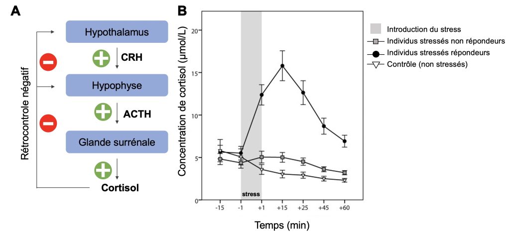 À gauche, boucle de rétroaction du cortisol lors d’un stress. En haut, l’hypothalamus relâche du CRH qui active l’hypophyse et qui à son tour relâche de l’ACTH qui active la glande surrénale pour relâcher du cortisol. Le cortisol diminue ensuite la production de CRH et d’ACTH dans l’hypothalamus et dans l’hypophyse. À droite, un graphique qui montre en y la concentration de cortisol en µmol/L et en x le temps en minutes après un stress. Le graphique montre trois courbes de réponse qui correspondent à trois types d’individus différents. La première courbe représente des individus stressés qui possèdent un grand nombre de récepteurs à cortisol. Pour ceux-ci, on voit un pic de cortisol assez élevé après le stress (15 µmol/L 15 minutes après le stress) et qui diminue ensuite, mais n’est pas encore revenu au niveau de base après 60 minutes. La deuxième courbe montre des individus stressés, mais qui ont peu ou pas de récepteurs au cortisol. Le niveau de cortisol ne change pas après l’application du stresseur. La troisième courbe représente les individus témoins qui n’ont pas été stressés et ses niveaux de cortisol ne changent pas au fil du temps.