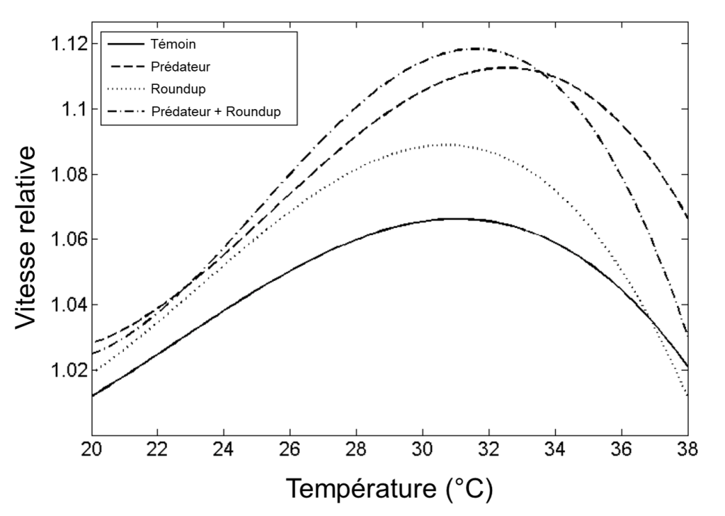 Graphique de la vitesse relative en fonction de la température avec quatre courbes : groupe contrôle, Roundup, prédateur et prédateur + Roundup. Toutes les courbes ont une forme de cloche. La courbe du groupe contrôle atteint un maximum inférieur aux trois autres courbes. Ensuite, la courbe du Roundup atteint un maximum inférieur aux deux autres courbes. Finalement, les courbes du groupe « prédateur » et du groupe « prédateur + Roundup » atteignent un maximum plus élevé et sont semblables entre elles.