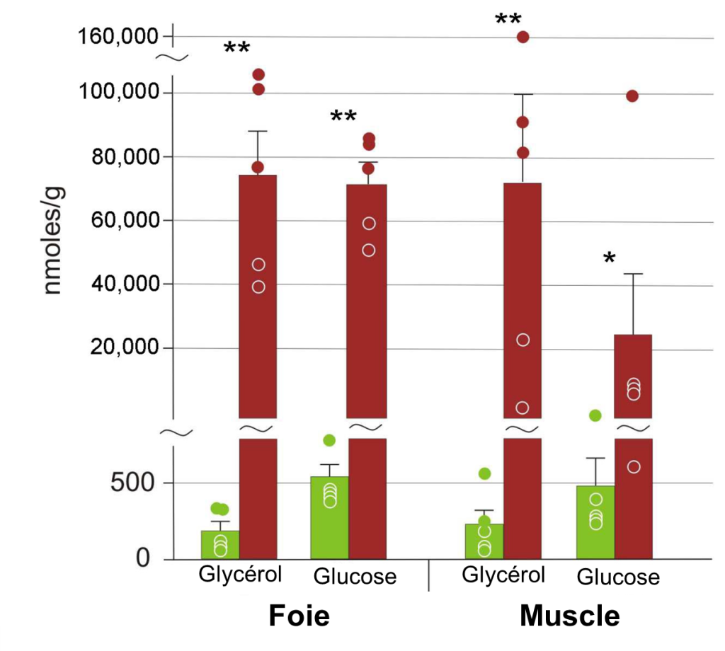 Diagramme à bandes de la concentration de cryoprotecteurs (nmoles/g) en fonction de l’organe (foie ou muscle) et du type de cryoprotecteur (glycérol ou glucose). Dans le foie des grenouilles congelées, le glycérol a une concentration de 75 000 nmoles/g alors que la concentration est d’environ 200 dans le groupe contrôle. Toujours dans le foie, la concentration de glucose est d’environ 70 000 chez les grenouilles congelées alors qu’elle est de 500 dans le groupe contrôle. Dans le muscle, la concentration de glycérol est de 70 000 chez les grenouilles congelées et de 250 dans le groupe contrôle. Toujours dans le muscle, la concentration de glucose est de 25 000 dans les grenouilles congelées et de 500 dans le groupe contrôle.