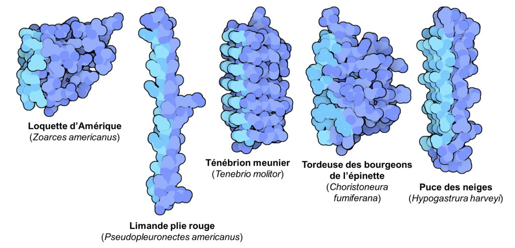 Cinq protéines antigels de formes différentes, provenant des espèces suivantes : « Loquette d’Amérique (Zoarces americanus) », « Limande plie rouge (Pseudopleuronectes americanus) », « Ténébrion meunier (Tenebrio molitor) », « Tordeuse des bourgeons de l’épinette (Choristoneura fumiferana) », « Puce des neiges (Hypogastrura harveyi) ». Sur chaque protéine, une section longitudinale est colorée en bleu pâle et représente le site qui se lie à la glace.