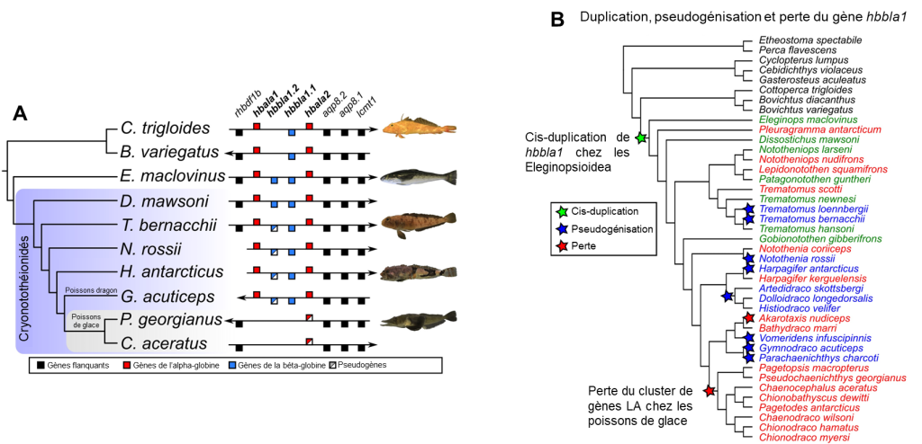 A) Arbre phylogénétique de 10 espèces de Notothénioïdés accompagné d’un schéma représentant plusieurs gènes d’alpha-globines et de bêta-globines. Chez 4 espèces, le gène de la bêta-globine est un pseudogène. Chez les deux espèces de poissons de glaces, les gènes de l’alpha-globine et de la bêta-globine ont été perdus. B) Arbre phylogénétique d’une trentaine d’espèces montrant les évènements de duplication, de pseudogénisation et de perte du gène hbbla1. Une cis-duplication a eu lieu chez les eleginopsioidea. Chez une dizaine d’espèces, il y a eu une pseudogénisation. Chez une autre dizaine d’autres espèces, il y a eu une perte de gènes.