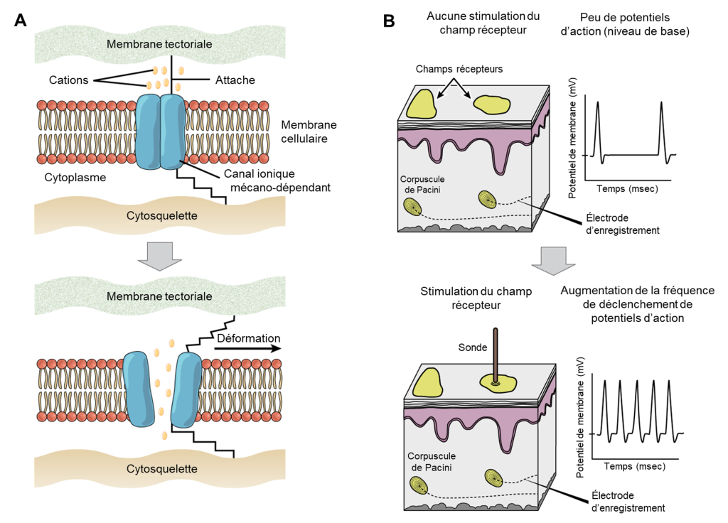 Sur le panneau A sont illustrés une membrane cellulaire et un canal ionique membranaire fermé. Ce canal est lié à une membrane tectoriale à l’extérieur de la cellule et au cytosquelette à l’intérieur de la cellule. Lorsque la membrane tectoriale est déformée, cela entraine l’ouverture du canal ionique, ce qui fait entrer des cations dans la cellule. Sur le panneau B est illustrée une tranche de la peau. Dans le derme se trouvent des corpuscules de Pacini. À la surface de l’épiderme se trouvent des zones colorées en jaune associées à chaque corpuscule. En haut, ces zones appelées champs récepteurs ne sont pas stimulées. Un graphique du potentiel de membrane en fonction du temps illustre que les potentiels d’action sont peu fréquents. Chaque potentiel d’action est représenté par un « pic » dans le graphique. En bas, un champ récepteur est stimulé par une sonde. Le graphique illustre que la fréquence de potentiel d’action est alors augmentée.