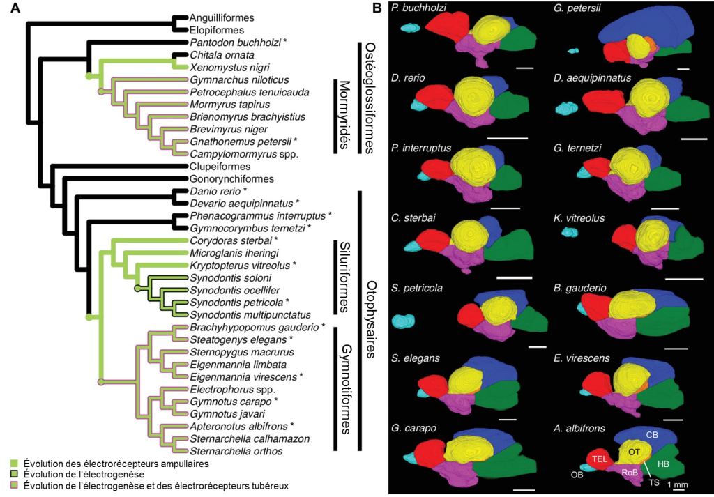 (A) Arbre phylogénétique des otéoglossiformes et des otophysaires, qui comprennent les mormorydés et les gymnotiformes, notamment. L’évolution des électrorécepteurs ampullaires, de l’électrogenèse et des électrorécepteurs est illustrée sur deux groupes de branches distincts. (B) Reconstructions 3D de cerveaux. Le cervelet est plus développé chez certaines espèces que chez d’autres.