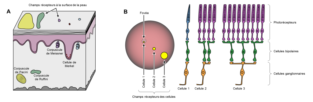 A) Schéma de la peau illustrant plusieurs types de mécanorécepteurs dans le derme et les champs récepteurs qui y sont associés à la surface de la peau. Le corpuscule de Pacini est illustré par une structure circulaire contenant des cercles concentriques, est situé profondément dans le derme et est associé à un grand champ récepteur, c’est-à-dire qu’il couvre une surface importante de la surface de la peau. Le corpuscule de Ruffini est situé à la même profondeur que le corpuscule de Pacini et est représenté par une structure allongée. Son champ récepteur est environ deux fois plus petit que celui du corpuscule de Pacini. Le corpuscule de Meissner se situe immédiatement sous l’épiderme et est représenté par une petite structure en forme de nuage. Son champ récepteur est petit, soit environ 10 fois plus petit que celui du corpuscule de Ruffini. Les cellules de Merkel sont situées à la frontière entre l’épiderme et le derme et sont représentées par des petites structures circulaires. Son champ récepteur est petit, d’une taille similaire à celui du corpuscule de Meissner. B) À gauche, un cercle représentant la rétine contient 3 champs récepteurs différents, représentés par des cercles de tailles différentes à l’intérieur de la rétine. Le premier champ récepteur, associé à la cellule 1, est le plus petit des 3 et est situé à l’intérieur de la fovéa, représentée par un cercle en trait pointillé. Le deuxième champ récepteur, associé à la cellule 2, est de taille intermédiaire. Le troisième champ récepteur est associé à la cellule 3 et occupe une plus grande surface de la rétine. À droite, les cellules ganglionnaires 1, 2 et 3, associées aux champs récepteurs illustrés, sont représentées de manière schématique. Les cellules bipolaires et les photorécepteurs associés à ces cellules ganglionnaires sont aussi illustrés. La cellule ganglionnaire 1 est connectée à une seule cellule bipolaire, qui est connectée à un seul photorécepteur (cône). La cellule ganglionnaire 2 est connectée à deux cellules bipolaires, qui sont chacune connectées à deux photorécepteurs, pour un total de quatre photorécepteurs (bâtonnets). La cellule ganglionnaire 3 est connectée à trois cellules bipolaires, qui sont chacune connectées à trois photorécepteurs, pour un total de neuf photorécepteurs (bâtonnets).