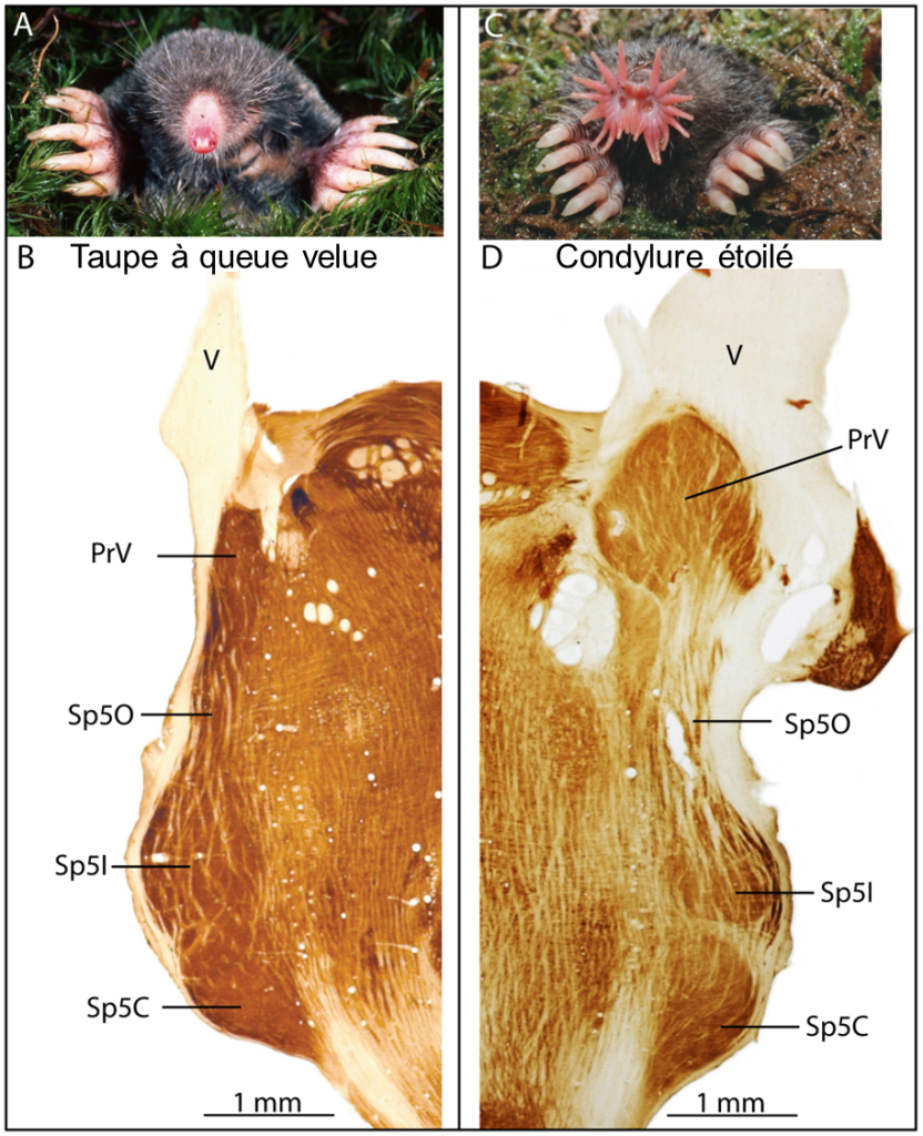 (A) Photo d’une taupe à queue velue. (C) Photo d’un condylure étoilé montrant son nez en forme d’étoile. (B et D) Coupe horizontale du tronc cérébral des deux espèces. Le noyau principal du trijumeau est plus volumineux chez le condylure étoilé.