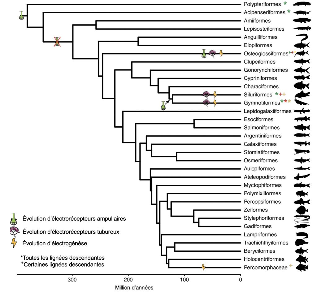 Un arbre phylogénétique des ordres de poissons osseux montre que plusieurs organes électrosensoriels sont apparus ou disparus de façon indépendante et répétée plusieurs fois dans différentes lignées de poissons sur 300 millions d’années.
