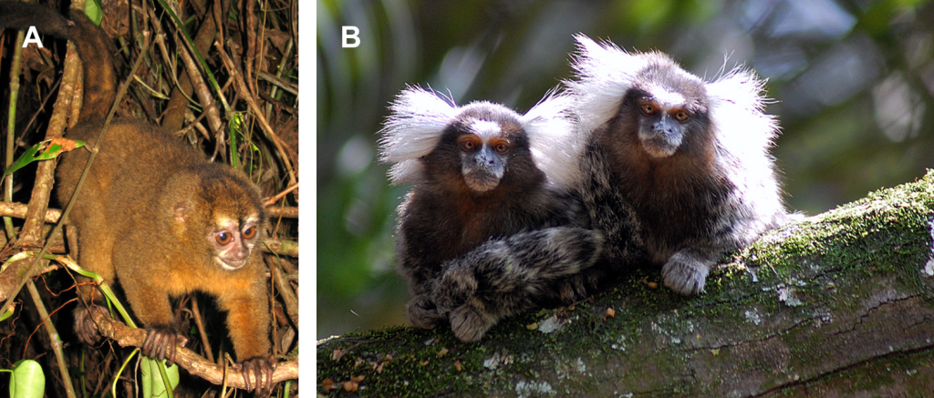 Texte alternatif : A) Un petit singe au pelage brun-roux et aux yeux orangés, appelé Douroucouli du Panama, est agrippé à quatre pattes sur une branche. B) Deux singes côtes à côtes sur une branche, appelés Ouistitis communs, ont un pelage brun avec des rayures blanches et grises sur les membres et la queue, ainsi que des touffes de poils blancs au niveau de oreilles.