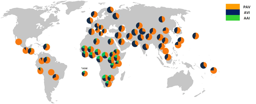 Texte alternatif : Carte du monde sur laquelle sont distribuées une soixantaine de diagrammes en pointes de tarte, chacun représentant la distribution des haplotypes de TAS2R38 dans une population étudiée. En Amérique, l’haplotype PAV est le plus fréquent, avec une proportion approximative entre 60 et 100 %, suivi de l’haplotype AVI, avec une proportion approximative entre 0 et 40 %. L’haplotype AAI est présent dans certaines populations de l’Amérique, avec une proportion inférieure à 5 %. En Europe et en Asie, l’haplotype AAI est également présent uniquement dans certaines populations, avec une proportion inférieure à 5 %. Dans certaines populations européennes et asiatique, c’est l’haplotype PAV qui est plus fréquent alors que dans d’autres c’est l’haplotype AVI qui est le plus fréquent. En Afrique, l’haplotype le plus fréquent est toujours PAV, avec une proportion entre 45 et 70 %. Il est suivi de AVI, qui représente environ 10 à 25 %. Finalement, l’haplotype AAI est beaucoup plus fréquent qu’ailleurs dans le monde, avec une proportion variant entre 5 et 25 % selon la population.