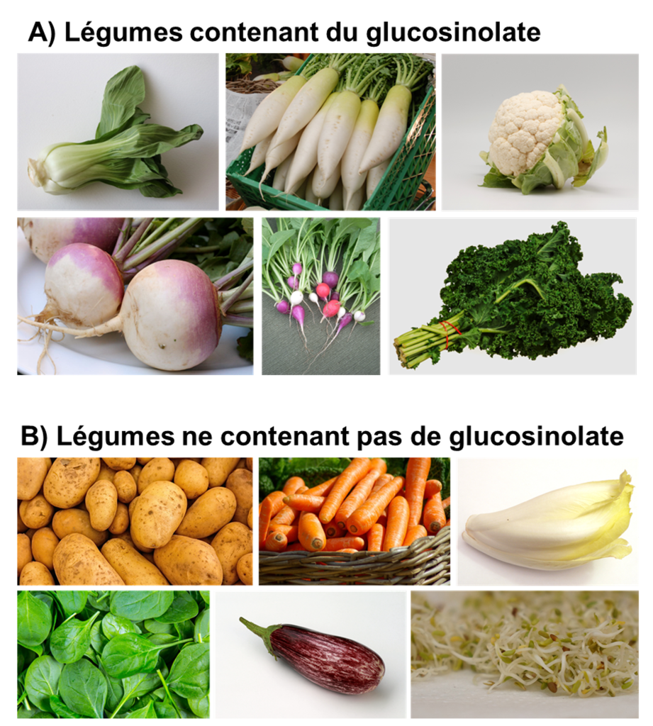 Texte alternatif : A) Ensemble de six photos de légumes crus avec le titre « légumes contenant du glucosinolate » : un bok choy, une caisse contenant des daïkons, un chou-fleur, trois navets, une dizaine de radis, un bouquet de kale. B) Ensemble de six photos de légumes crus avec le titre « légumes ne contenant pas de glucosinolate » : un amas de patates, un panier de carottes, une endive, tas de feuilles d’épinards, une aubergine, une poignée de pousses de luzerne.