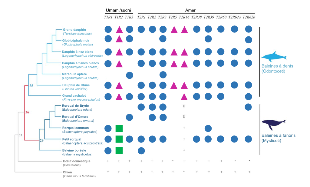 Arbre phylogénétique des espèces de cétacés et de deux espèces externes, montrant les mutations des gènes T1R et T2R. Trois gènes T1R sont représentés : T1R1, T1R2 et T1R3. Une mutation qui change le cadre de lecture de T1R1 est partagée entre toutes les espèces de cétacés étudiées pour lesquelles l’amplification a fonctionné. Une mutation qui change le cadre de lecture de T1R2 est partagée entre toutes les espèces d’odontocètes étudiées pour lesquelles l’amplification a fonctionné et une autre mutation qui change le cadre de lecture est partagée entre toutes les espèces de mysticètes. Une mutation qui change le cadre de lecture de T1R3 est partagée entre toutes les espèces de cétacés étudiées pour lesquelles l’amplification a fonctionné. Pour les gènes T2R1, T2R2, T2R3, T2R38, T2R39, T2R60, T2R62a et T2R62b, une mutation qui change le cadre de lecture est partagée entre toutes les espèces de cétacés étudiées pour lesquelles l’amplification a fonctionné. Pour le gène T2R5, une mutation qui change le cadre de lecture est partagée entre toutes les espèces d’odontocètes pour lesquelles l’amplification a fonctionné. Pour le gène T2R16, une mutation qui change le cadre de lecture est partagée entre toutes les espèces d’odontocètes pour lesquelles l’amplification a fonctionné. Pour ce même gène chez les mysticètes, le rorqual de Bryde et le rorqual d’Omura ont chacun une mutation unique qui change le cadre de lecture alors que les autres espèces de mysticètes ont un cadre de lecture intact. Deux groupes externes sont aussi présentés : le bœuf domestique et le chien. Chez le bœuf, tous les gènes ont un cadre de lecture intact, à l’exception de 3 gènes T2R qui sont absents. Chez le chien, tous les gènes ont un cadre de lecture intact, à l’exception d’un gène T2R.