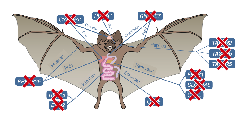 Schéma d’une chauve-souris. Différents organes sont pointés (intestins, foie, muscles, etc.). Pour chaque organe sont indiqués les gènes qui ont habituellement une fonction chez les autres espèces mais qui ont été perdus chez cette espèce.