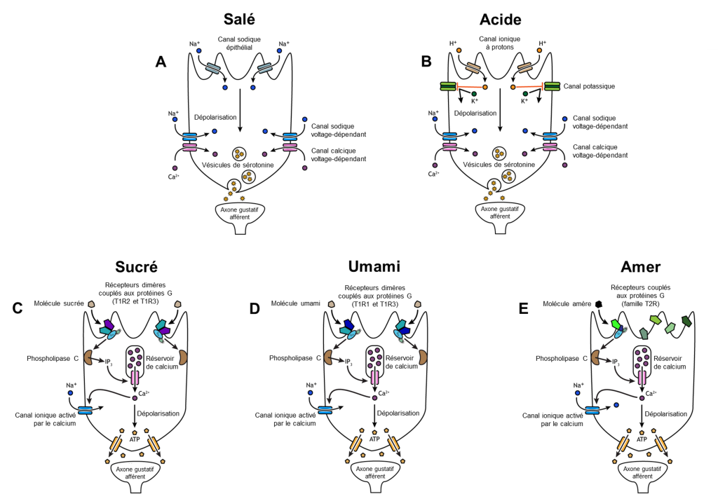 Texte alternatif : Schémas des 5 types de cellules réceptrices du gout. A) Gout salé. Des ions Na+ entrent par des canaux sodiques. Cela entraine la dépolarisation de la cellule, ce qui provoque l’ouverture de canaux sodiques et calciques voltage-dépendants. L’entrée de Na+ et Ca2+ entraine l’exocytose de vésicules de sérotonine. B) Gout acide. Des ions H+ entrent par des canaux ioniques à protons. Cela entraine la dépolarisation de la cellule, ce qui provoque l’ouverture de canaux sodiques et calciques voltage-dépendants. L’entrée de Na+ et Ca2+ entraine l’exocytose de vésicules de sérotonine. C) Gout sucré. La molécule sucré active des récepteurs dimères couplés aux protéines G (T1R2, T1R3). Cela entraine une chaine de réactions intracellulaires qui aboutit par l’activation d’un canal ionique, ce qui permet l’entrée de Na+. La dépolarisation de la cellule déclenche la sortie d’ATP dans la synapse avec le neurone gustatif afférent. D) Gout umami. La molécule umami active des récepteurs dimères couplés aux protéines G (T1R1, T1R3). Cela entraine une chaine de réactions intracellulaires qui aboutit par l’activation d’un canal ionique, ce qui permet l’entrée de Na+. La dépolarisation de la cellule déclenche la sortie d’ATP dans la synapse avec le neurone gustatif afférent. E) Gout amer. La molécule amère active des récepteurs monomères couplés aux protéines G (famille T2R). Cela entraine une chaine de réactions intracellulaires qui aboutit par l’activation d’un canal ionique, ce qui permet l’entrée de Na+. La dépolarisation de la cellule déclenche la sortie d’ATP dans la synapse avec le neurone gustatif afférent.