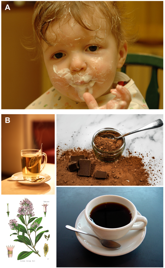 Texte alternatif : A) Un bambin aux cheveux blonds et portant une bavette a le visage barbouillé de yogourt. B) Photo d’une tasse de thé, d’un bocal rempli de cacao avec des morceaux de chocolat, d’un plant de quinine et d’une tasse de café.