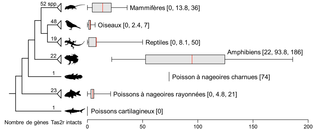 Texte alternatif : À gauche, on trouve un cladogramme de plusieurs groupes de vertébrés avec un nombre sur la branche qui représente le nombre d’espèces étudiée par groupe (entre parenthèses ci-après) : les mammifères (52), les oiseaux (48), les reptiles (19), les amphibiens (22), les poissons à nageoires charnues (1), les poissons à nageoires rayonnées (23) et les poissons cartilagineux (1). À droite, vis-à-vis chaque branche de l’arbre, on retrouve une boite à moustache, qui représente le nombre de gènes Tas2r intact dans chaque groupe. Les valeurs minimales, moyennes et maximales sont également indiquées entre crochets, comme suit : mammifères [0, 13.8, 36], oiseaux [0, 2.4, 7], reptiles [0, 8.1, 50], amphibiens [22, 93.8, 186], poisson à nageoires charnues [74], poissons à nageoires rayonnées [0, 4.8, 21], poissons cartilagineux [0].