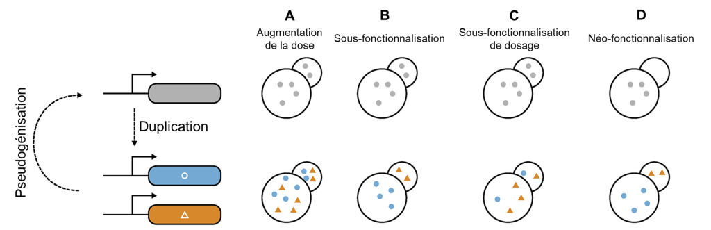 Texte alternatif : À gauche, une boite rectangulaire grise illustre le gène ancestral. Une flèche descendante avec l’étiquette « duplication » mène à deux autres boites rectangulaires, une bleue contenant un cercle et une orange contenant un triangle, qui représentent les deux gènes produits par la duplication. À droite, vis-à-vis le gène ancestral, on trouve une série horizontale de 4 paires de cellules mère et fille. On retrouve les 4 même paires de cellules mère et fille en dessous, vis-à-vis, les gènes dupliqués, qui représentent les cellules après l’évènement de duplication et de divergence. Les premières paires, avant et après la duplication et divergence, représentent le phénomène d’augmentation de la dose. En haut, la cellule mère contient 4 cercles gris et la cellule fille contient 2 cercles gris. En bas, la cellule mère contient 4 cercles bleus et 4 triangles orange et la cellule fille contient 2 cercles bleus et 2 triangles orange. Les deuxièmes paires représentent le phénomène de sous-fonctionnalisation. En haut, la cellule mère contient 4 cercles gris et la cellule fille contient 2 cercles gris. En bas, la cellule mère contient 4 cercles bleus et la cellule fille contient 2 triangles orange. Les troisièmes paires représentent le phénomène de sous-fonctionnalisation de dosage. En haut, la cellule mère contient 4 cercles gris et la cellule fille contient 2 cercles gris. En bas, la cellule mère contient 1 cercle bleu et 3 triangles orange et la cellule fille contient 1 cercle bleu et 1 triangle orange. Les quatrièmes paires représentent le phénomène de néo-fonctionnalisation. En haut, la cellule mère contient 4 cercles gris et la cellule fille est vide. En bas, la cellule mère contient 4 cercles bleus et la cellule fille contient 2 triangles orange.