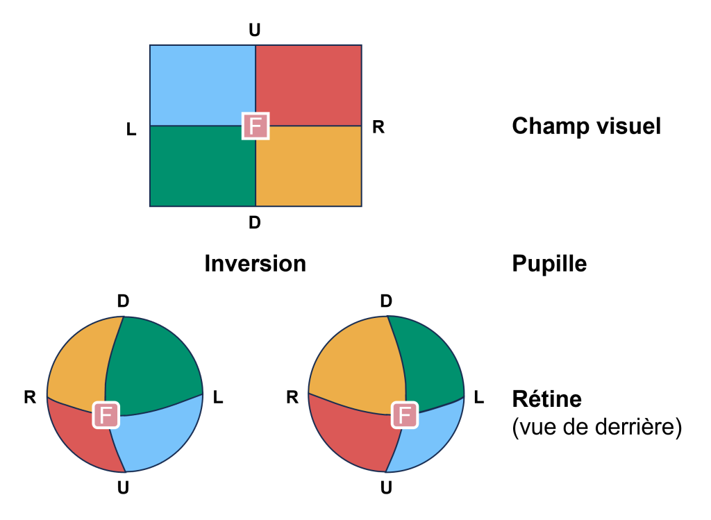 En haut, un champ visuel rectangulaire divisé en quatre quadrants de couleurs différentes. Au centre du champ visuel est identifiée la fovéa. En bas, deux sphères représentent les rétines, vues de derrière. La couleur qui était en haut à gauche dans le champ visuel est en bas à droite sur les rétines. La couleur qui était en haut à droite dans le champ visuel est en bas à gauche sur les rétines. La couleur qui était en bas à gauche dans le champ visuel est en haut à droite sur les rétines. La couleur qui était en bas à droite dans le champ visuel est en haut à gauche sur les rétines.