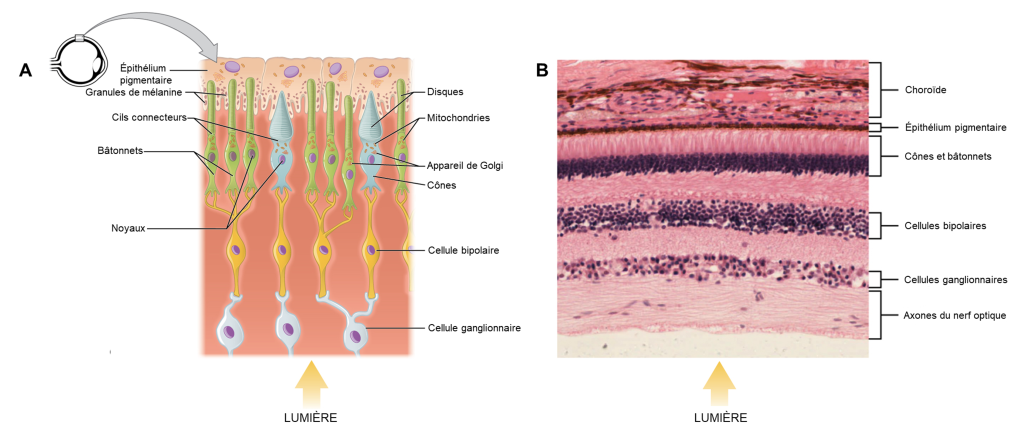 A) Schéma montrant l’empilement de cellules qui compose la rétine. Sous la figure se trouve une flèche montante qui représente le trajet de la lumière. Dans le bas de la figure se trouvent trois cellules ganglionnaires. Les deux premières cellules ganglionnaires font synapse avec chacune une cellule bipolaire, située au-dessus. La troisième cellule ganglionnaire fait synapse avec deux cellules bipolaires. Deux des cellules bipolaires font synapse avec chacune trois bâtonnets, situés au-dessus. Les deux autres cellules bipolaires font chacune synapse avec un cône, situé au-dessus. Les deux types de photorécepteurs, cônes et bâtonnets, sont composés de deux segments. Le segment interne, situé vers le bas, comprend un noyau, des mitochondries et un appareil de Golgi, et fait synapse avec une cellule bipolaire. Le segment externe, situé vers le haut, est différent pour les cônes et les bâtonnets. Il est plus large et de forme conique pour les cônes et il est plus étroit et allongé pour les bâtonnets. Dans le haut complètement de la figure se trouve une couche de cellules épithéliales carrées. B) Photo au microscope du tissu rétinien qui montre les mêmes couches de cellules que le schéma. Voici, dans l’ordre de bas en haut, les différentes couches visibles et identifiées : axones du nerf optique, cellules ganglionnaires, cellules bipolaires, cônes et bâtonnets, épithélium pigmentaire, choroïde.