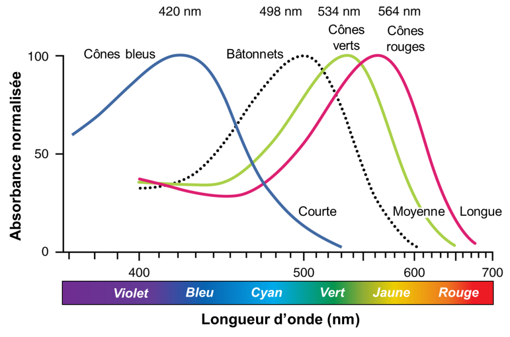 Graphique de l’absorbance normalisée des différents photopigments en fonction de la longueur d’onde de la lumière visible. La longueur d’onde est associée à une couleur, du violet pour les plus courtes longueurs d’onde au rouge pour les plus longues longueurs d’onde, en passant par le bleu, le cyan, le vert et le jaune. Quatre courbes sont représentées dans le graphique, une pour les bâtonnets, une pour les cônes bleus, une pour les cônes verts et une pour les cônes rouges. Toutes les courbes ont une forme de cloche très similaire. Le haut de la courbe des photopigments des cônes bleus est situé vis-à-vis une longueur d’onde de 420 nm, ce qui correspond au bleu. Le haut de la courbe des photopigments des bâtonnets est situé vis-à-vis 498 nm. Le haut de la courbe des photopigments des cônes verts est situé vis-à-vis 534 nm, ce qui correspond au vert. Le haut de la courbe des photopigments des cônes rouges est situé juste à côté, vis-à-vis 564 nm, ce qui correspond au rouge.