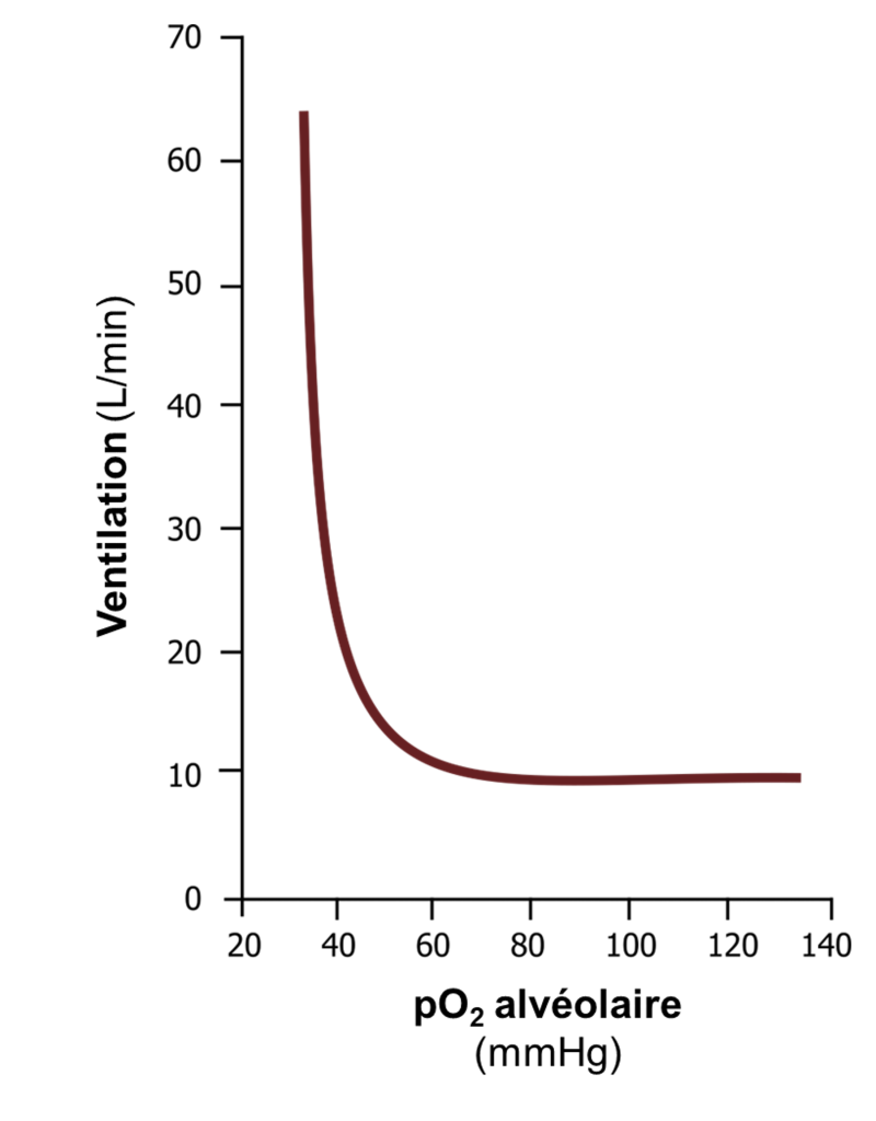 Graphique de la ventilation en litres par minute en fonction de la pression partielle d’oxygène alvéolaire en millimètres de mercure. La relation est inverse et non proportionnelle. De 0 à 50 mm de Hg, la ventilation chute rapidement, de 65 L/min à 10 L/min. De 50 à 140 mm de Hg, la ventilation est sur un plateau de 10 L/min.