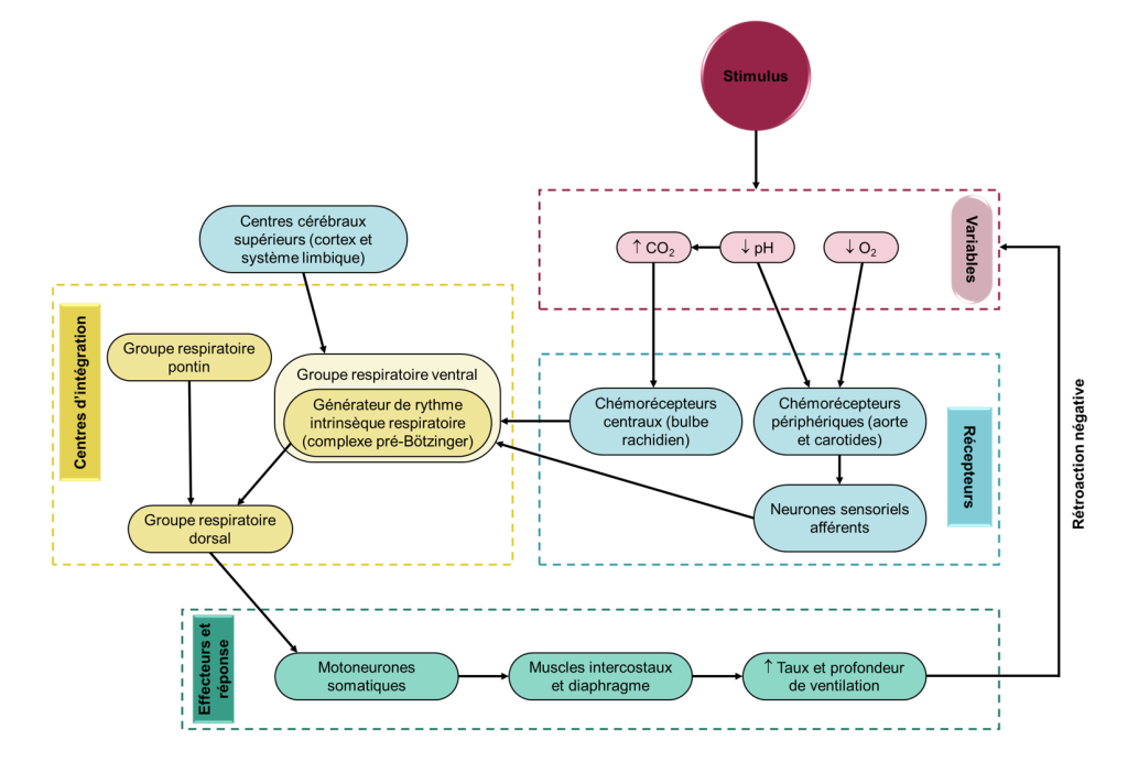 Schéma récapitulatif de la régulation de la respiration. Les différentes structures sont regroupées dans quatre encadrés selon leur fonction (variables, récepteurs, centres d’intégration et effecteurs) et les interactions entre les différentes structures sont représentées par des flèches. Dans l’encadré « variables », on retrouve « augmentation de CO2 », « diminution de pH » et « diminution de O2 » en réponse à un stimulus. Ces changements dans les variables sont détectés par les chémorécepteurs centraux ou périphériques, dans l’encadré « récepteurs ». Les informations sont ensuite transmises, notamment par des neurones sensoriels afférents vers le générateur de rythme intrinsèque respiratoire (complexe pré-Bötzinger), contenu dans le groupe respiratoire ventral, dans l’encadré « centres d’intégration ». Le complexe pré-Bötzinger reçoit aussi des informations des centres cérébraux supérieurs (cortex et système limbique), illustrés de la même couleur que les récepteurs. Le complexe pré-Bötzinger et le groupe respiratoire pontin envoient des signaux au groupe respiratoire dorsal qui les transmet ensuite aux motoneurones somatiques, dans l’encadré « effecteurs et réponse ». Les motoneurones stimulent les muscles intercostaux et le diaphragme, ce qui entraine une augmentation du taux et de la profondeur de la ventilation. Il s’agit d’une rétroaction négative, qui vient contrebalancer les changements de variables de départ.