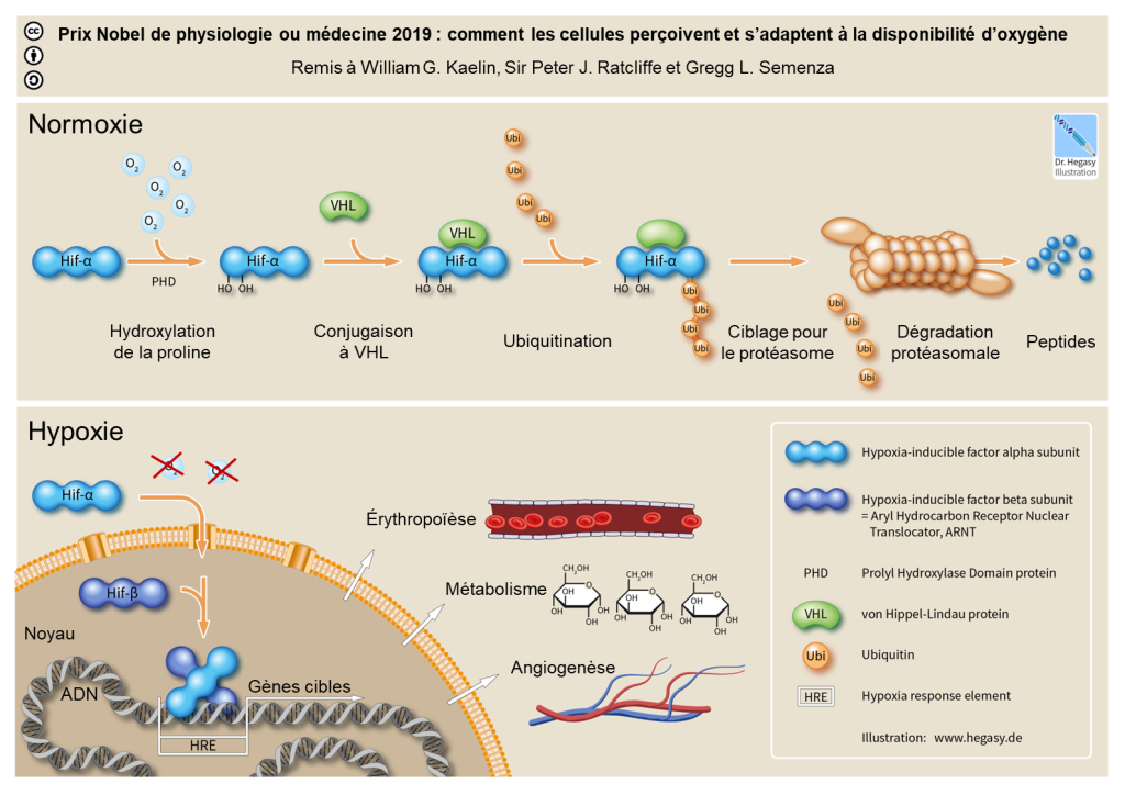 Le panneau du haut représente les conditions normoxiques et le panneau du bas représente les conditions hypoxiques. En normoxie, la protéine Hif-α est hydroxylée grâce à la présence d’oxygènes au niveau de deux résidus proline. La protéine VHL se lie alors à Hif-α. Puis quatre molécules d’ubiquitine se lient à Hif-α, ce qui agit comme un marquage pour le protéasome. Hif-α est donc dégradée en peptides par le protéasome. En hypoxie, la protéine Hif-α ne subit pas ces modifications, puisque l’oxygène est absent. Hif-α entre alors dans le noyau et s’associe à Hif-β. Ce complexe se lie alors à une région de l’ADN appelée HRE (hypoxia responsive element). En conséquence, les gènes cibles sont transcrits. Ces gènes sont impliqués dans la régulation de nombreux processus, notamment l’érythropoïèse, la glycolyse et l’angiogenèse.