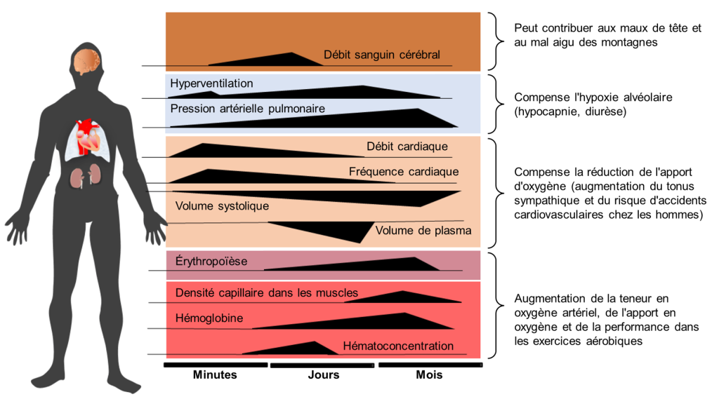 Diagramme avec une échelle temporelle l’axe horizontal, passant de minutes, à jours, à mois. Différentes courbes représentent le moment d’apparition de différents changements physiologiques. L’augmentation du débit sanguin cérébral couvre l’échelle des minutes et des jours. Cela peut contribuer aux maux de tête et au mal aigu des montagnes. L’hyperventilation couvre toute l’échelle temporelle, avec un pic dans les minutes et un pic dans les jours. L’augmentation de la pression artérielle pulmonaire couvre toutes les échelles temporelles, mais va en augmentant. L’hyperventilation et l’augmentation de la pression artérielle pulmonaire compensent l’hypoxie alvéolaire et entrainent l’hypocapnie et la diurèse. L’augmentation du débit cardiaque couvre l’échelle des minutes et des jours et va en diminuant. L’augmentation de la fréquence cardiaque couvre l’échelle des minutes et des jours et va en diminuant. L’augmentation du volume systolique couvre toute l’échelle temporelle, mais va en augmentant. L’augmentation du volume de plasma couvre uniquement l’échelle des jours. L’augmentation du débit cardiaque, de la fréquence cardiaque, du volume systolique et du volume de plasma compense la réduction de l’apport d’oxygène en augmentant le tonus sympathique, mais en augmentant aussi le risque d’accidents cardiovasculaires chez les hommes. L’augmentation de l’érythropoïèse couvre l’échelle des jours et des mois. L’augmentation de la densité capillaire dans les muscles couvre la fin de l’échelle des jours et toute l’échelle des mois. L’augmentation de la concentration en hémoglobine couvre l’échelle des jours et des mois. L’hématoconcentration couvre la fin de l’échelle des minutes et l’échelle des jours. L’érythropoïèse, l’augmentation de la densité capillaire dans les muscles, l’augmentation de l’hémoglobine et l’hématoconcentration entrainent une augmentation de la teneur en oxygène artériel, de l’apport en oxygène et de la performance dans les exercices aérobiques.