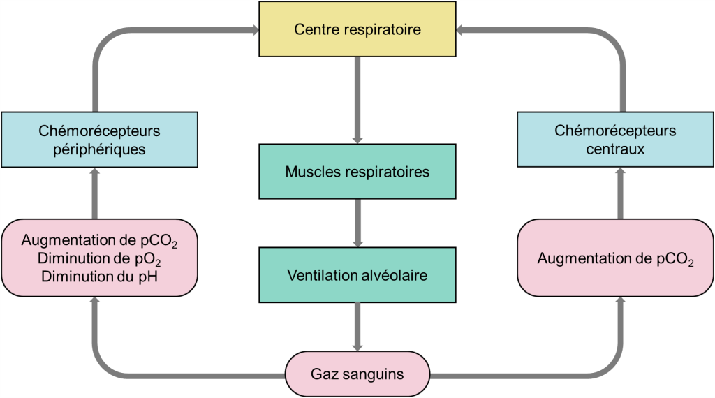 Réseau de boites et de flèches représentant le circuit des chémoréflexes. Du côté gauche, l’augmentation de la pression partielle de CO2, la diminution de la pression partielle de O2 et la diminution du pH sont détectées par les chémorécepteurs périphériques, qui transmettent l’information aux centres respiratoires du tronc cérébral. Du côté droit, l’augmentation de la pression partielle de CO2 est détectée par les chémorécepteurs centraux, qui transmettent l’information aux centres respiratoires du tronc cérébral. Ensuite, les centres respiratoires du tronc cérébral envoient des signaux aux muscles respiratoires, ce qui a un effet sur la ventilation alvéolaire et donc sur les pressions partielles de gaz respiratoire, ce qui met fin au cycle illustré.