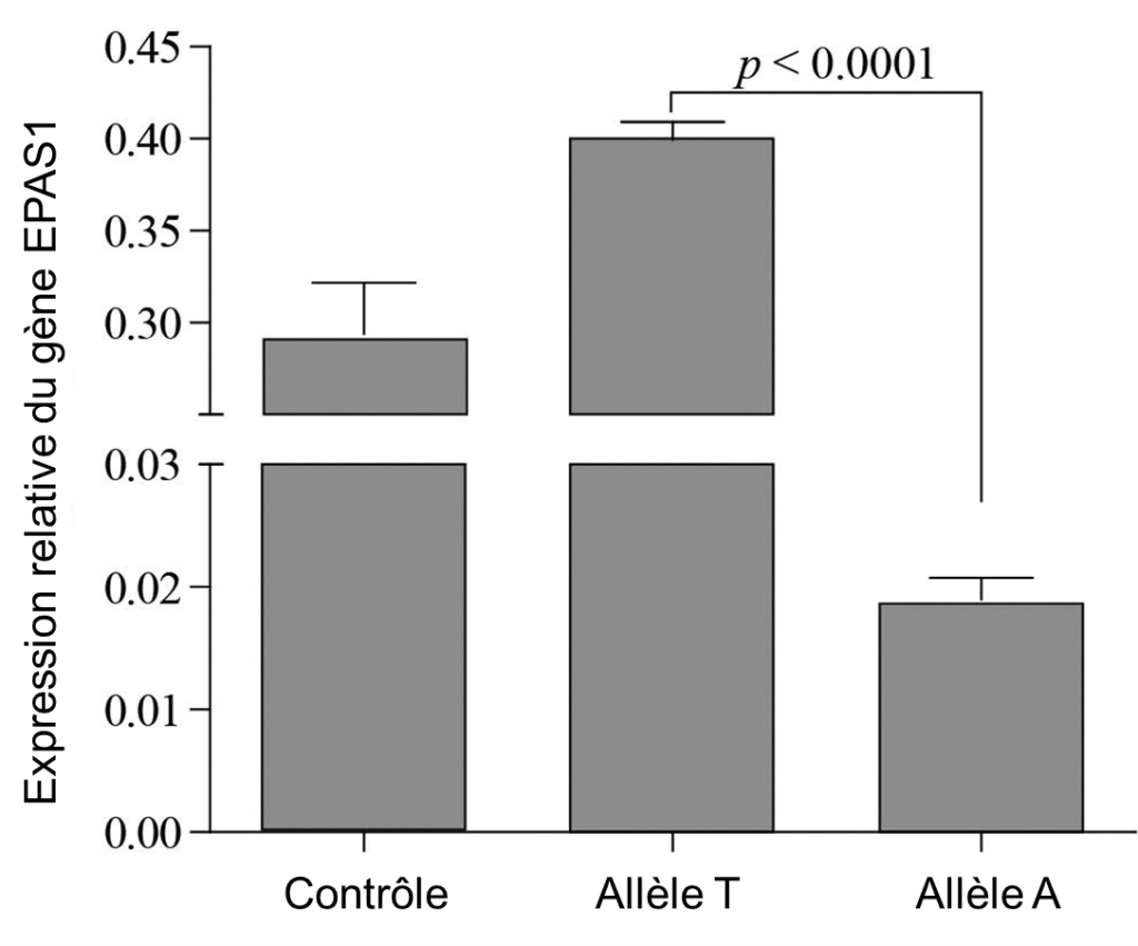 Graphique de l’expression relative du gène EPAS1 en fonction de l’allèle. Le niveau d’expression de l’allèle T est significativement plus grand que celui de l’allèle A.