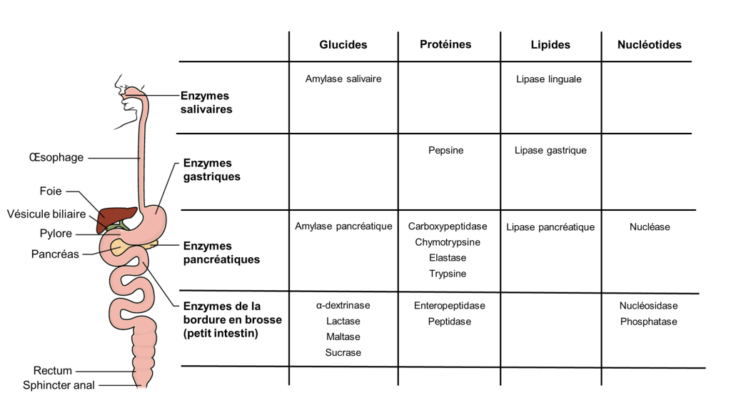À gauche, un schéma du système digestif humain. L’œsophage, le foie, la vésicule biliaire, le pylore, le pancréas, le rectum et le sphincter anal sont identifiés. À droite, un tableau avec une ligne pour chaque classe d’enzymes digestives : les enzymes salivaires dans la bouche, les enzymes gastriques dans l’estomac, les enzymes pancréatiques dans le pancréas et les enzymes de la bordure en brosse dans le petit intestin. Pour chaque classe d’enzymes, des exemples d’enzymes spécifiques sont donnés en fonction de leur substrat. Dans les enzymes salivaires, on retrouve l’amylase salivaire qui a comme substrat les glucides; et la lipase linguale qui a comme substrat les lipides. Dans les enzymes gastriques, on retrouve la pepsine qui a comme substrat les protéines; et la lipase gastrique, qui a comme substrat les lipides. Dans les enzymes pancréatiques, on retrouve l’amylase pancréatique qui a comme substrat les glucides; la carboxypeptidase, la chymotrypsine, l’élastase et la trypsine qui ont comme substrat les protéines; la lipase pancréatique qui a comme substrat les lipides; et la nucléase qui a comme substrat les nucléotides. Dans les enzymes de la bordure en brosse, on retrouve l’alpha-dextrinase, la lactase, la maltase et la sucrase qui ont comme substrat les glucides; l’enteropeptidase et la peptidase qui ont comme substrat les protéines; et la nucléosidase et la phosphatase qui ont comme substrat les nucléotides.
