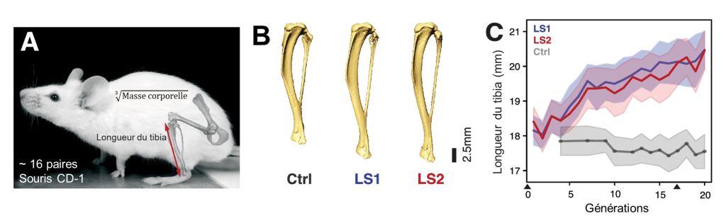 A) Photo d’une souris blanche. Le tibia est illustré et une flèche représente la longueur du tibia. B) Illustrations de tibias. Les tibias des lignées LS1 et LS2 sont plus ceux que ceux du groupe témoin. C) Graphique de la longueur du tibia en millimètres en fonction du nombre de générations, jusqu’à 20 générations. La longueur est demeurée stable pour le groupe témoin et a augmenté pour les lignées LS1 et LS2, passant d’environ 18 à 20,5 mm.