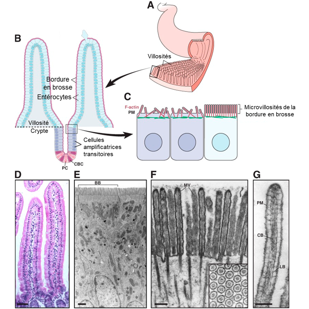 En haut est illustré un intestin dont une partie de la paroi a été déroulée pour montrer les villosités tapissant la surface intérieure. Un grossissement sur deux villosités montre qu’elles sont composées d’une couche de cellules entérocyte. Cette couche se replie pour former des villosités et des cryptes, qui correspondent aux creux qui séparent chaque villosité et qui contiennent des cellules souches. Un autre grossissement montre que chaque entérocyte est muni d’une membrane formée de microvillosités à la surface apicale, ce qui forme la bordure en brosse. Les panneaux D à G montrent les mêmes éléments décrits ci-haut en photo plutôt qu’en version schématisée.