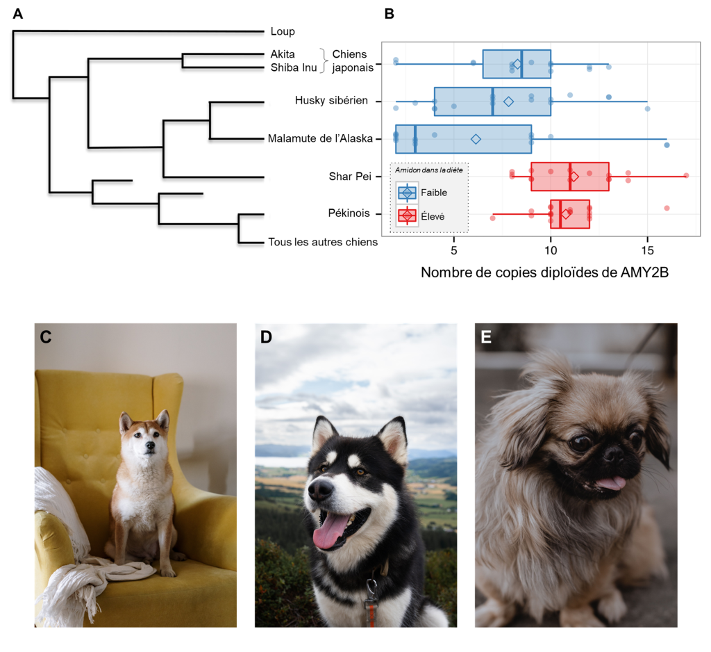 (A) cladogramme de différentes races de chiens et du loup. Certaines espèces avaient historiquement un régime pauvre en amidon, comme les chiens japonais (Akita et Shiba Inu), le husky sibérien et le malamute de l’Alaska. Certaines autres espèces avaient historiquement un régime riche en amidon, comme le Shar Pei et le pékinois. (B) graphique de type « boxplot » représentant le nombre de copies diploïdes du gène AMY2B. Les espèces qui avaient un régime pauvre en amidon ont un nombre médian de copies inférieur aux espèces qui avaient un régime riche en amidon. (C) Shiba Inu assis sur un fauteuil jaune (D) Malamute de l’Alaska qui prend une marche en montagne, la langue sortie. (E) Pékinois assis sur un tapis gris, la langue sortie.