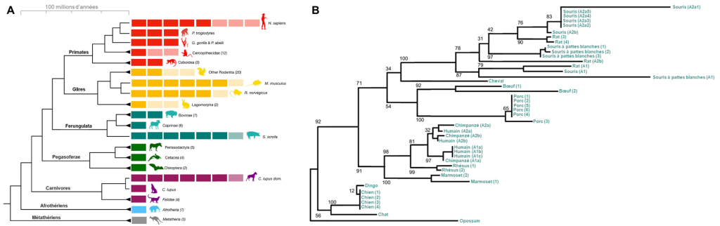 (A) Cladogramme des mammifères dans lequel le nombre de copies du gène codant pour l’amylase est indiqué pour chaque groupe. Homo sapiens possède de 5 à 8 copies du gène. Les autres espèces étudiées parmi les primates ont entre 1 et 3 copies. La plupart des autres espèces ont 1 à 2 copies. Quelques espèces, qui ont historiquement été en contact avec les populations humaines, possèdent un nombre de copies plus élevé. En effet, les rongeurs ont entre 2 et 4 copies et, parmi eux, Mus musculus (souris grise) possède 6 à 7 copies et Rattus norvegicus (rat) possède 5 à 6 copies. Sus scrofa (sanglier) possède aussi 6 à 7 copies, de même que Canis lupus domesticus (chien). (B) Arbre des gènes codant pour l’amylase. Les différentes copies du gène chez la souris sont toutes regroupées dans la même section de l’arbre. Il en est de même pour les copies chez le porc et ainsi de suite pour toutes les espèces représentées. Les gènes codant pour l’amylase sont donc plus similaires en séquence au sein d’une espèce qu’entre différentes espèces. Cela suggère que la duplication du gène de l’amylase est survenue indépendamment dans chaque groupe.
