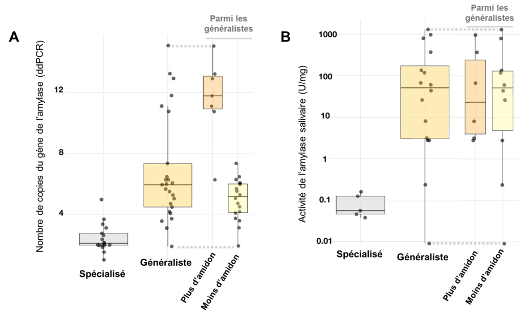 (A) Graphique de type « boxplot » avec le nombre de copies du gène codant pour l’amylase sur l’axe des Y. Sur l’axe des X se trouvent les différents groupes, soit spécialisé et généraliste, qui est subdivisé en « plus d’amidon » et « moins d’amidon ». Pour le groupe spécialisé, le nombre de copies est significativement inférieur à celui du groupe généraliste. Parmi les généralistes, les espèces qui consomment une grande quantité d’amidon ont un plus grand nombre de copies que celles qui consomment une plus faible quantité d’amidon. (B) Graphique de type « boxplot » avec l’activité de l’amylase salivaire (unité/ml) sur l’axe des Y. Sur l’axe des X se trouvent les différents groupes, soit spécialisé et généraliste, qui est subdivisé en « plus d’amidon » et « moins d’amidon ». Pour le groupe spécialisé, l’activité de l’amylase est significativement inférieure à celle du groupe généraliste. Parmi les généralistes, les deux sous-groupes ont une activité d’amylase similaire.